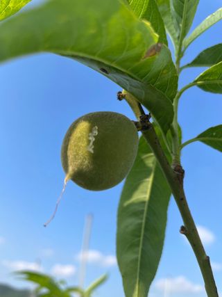 유랑생활님의 복숭아 · 병해충상담 작성글 사진