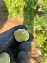 팜모닝 복숭아·병해충상담 게시글 이미지