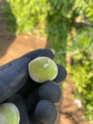 유랑생활님의 복숭아 · 병해충상담 작성글 사진