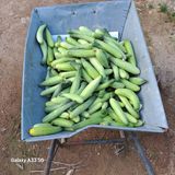 팜모닝 출석결과 자랑하기·참여글 게시글 이미지