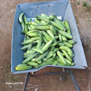 참깨5833님의 출석결과 자랑하기 · 참여글 작성글 사진