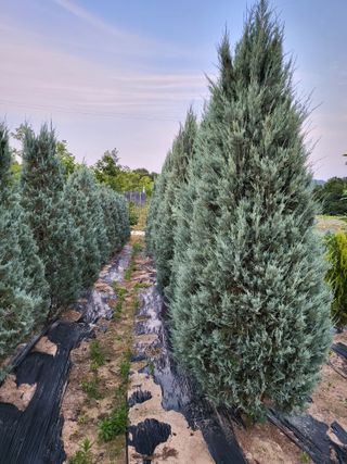 김옥균 님의 1월 내 작물 자랑하기 · 참여글 작성글 사진