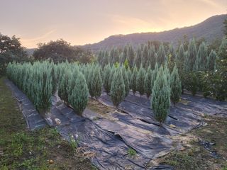 김옥균 님의 1월 내 작물 자랑하기 · 참여글 작성글 사진