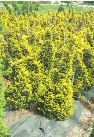 김옥균 님의 1월 내 작물 자랑하기 · 참여글 작성글 사진