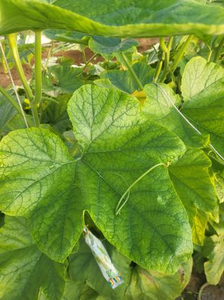 머슴님의 호박 · 병해충상담 작성글 사진