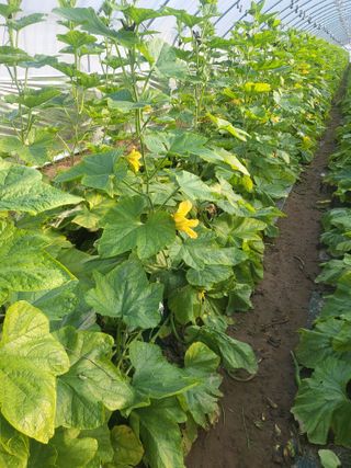 머슴님의 호박 · 병해충상담 작성글 사진