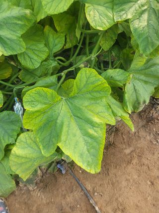 머슴님의 호박 · 병해충상담 작성글 사진