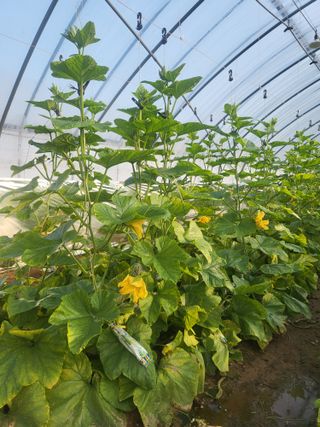 머슴님의 호박 · 병해충상담 작성글 사진