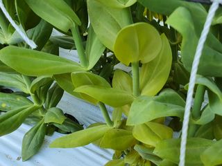 김숭기님의 기타작물 · 병해충상담 작성글 사진