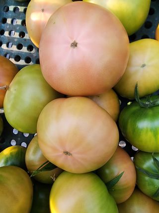 손화익님의 토마토 · 수확 작성글 사진