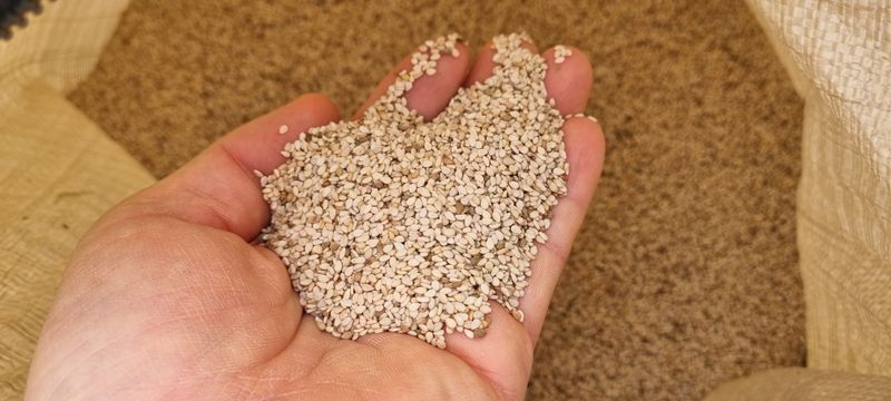 벼 양상추 재배농가님의 장터 판매 상품 [참깨 1kg  판매완료] 첨부 사진