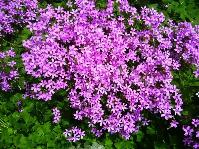 장터 상품 [사랑초] 썸네일