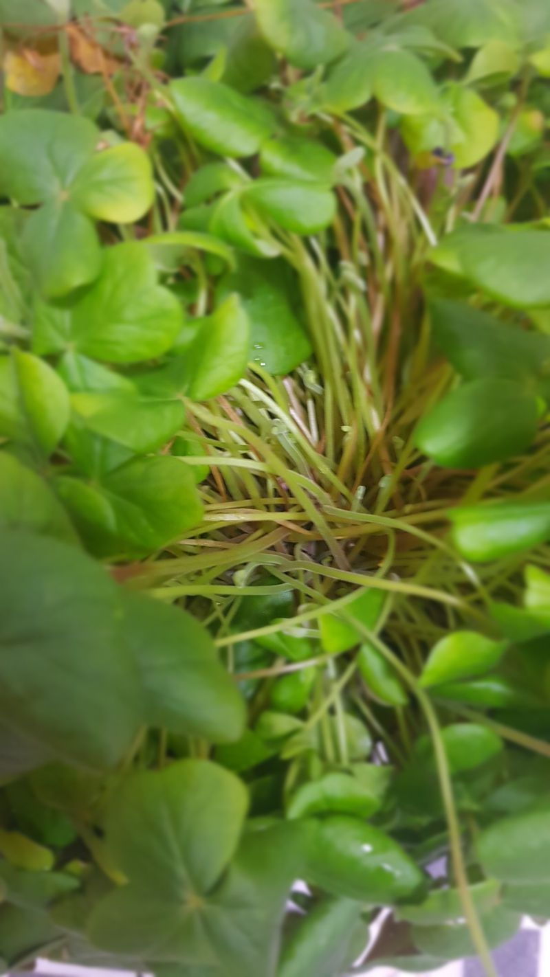 배영이님의 장터 판매 상품 [사랑초] 첨부 사진