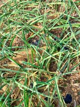 팜모닝 출석결과 자랑하기·참여글 게시글 이미지