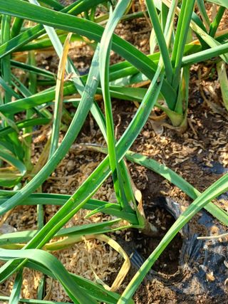 이기왕님의 출석결과 자랑하기 · 참여글 작성글 사진