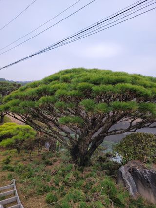 자연인유진님의 출석결과 자랑하기 · 참여글 작성글 사진