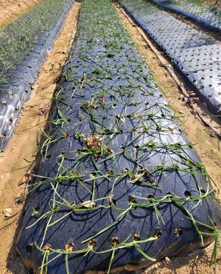 성훈경님의 마늘 · 품종•종자 작성글 사진