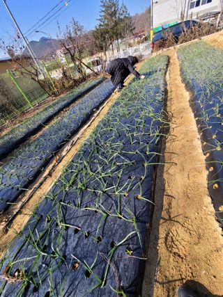 성훈경님의 마늘 · 품종•종자 작성글 사진