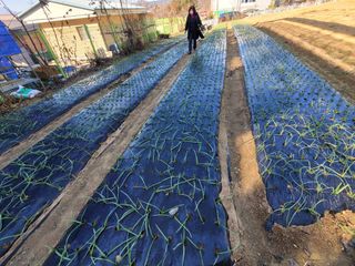 성훈경님의 마늘 · 품종•종자 작성글 사진