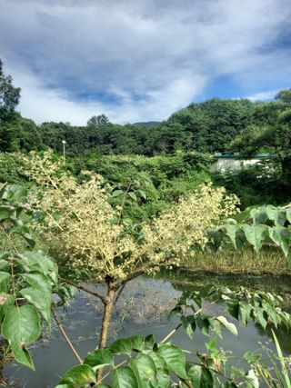 김석순 대암산아랫말님의 출석결과 자랑하기 · 참여글 작성글 사진