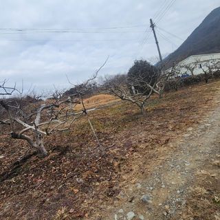 단감청년님의 감 · 자유게시판 작성글 사진