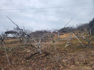 단감청년님의 감 · 자유게시판 작성글 사진