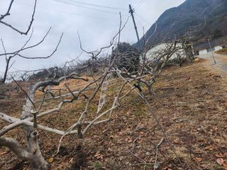 단감청년님의 감 · 자유게시판 작성글 사진