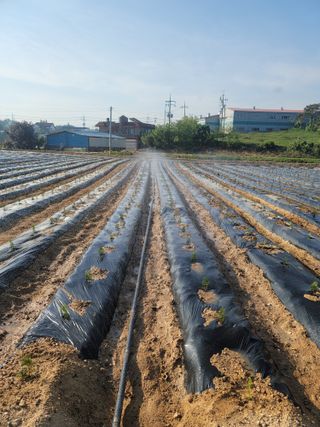 김동주님의 1월 내 작물 자랑하기 · 참여글 작성글 사진