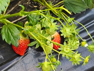 블루베리12300님의 1월 내 작물 자랑하기 · 참여글 작성글 사진