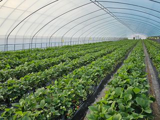 블루베리12300님의 1월 내 작물 자랑하기 · 참여글 작성글 사진