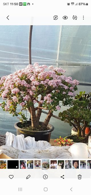 블루베리12300님의 1월 내 작물 자랑하기 · 참여글 작성글 사진