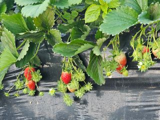 블루베리12300님의 1월 내 작물 자랑하기 · 참여글 작성글 사진