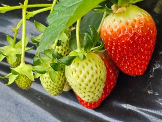 블루베리12300님의 1월 내 작물 자랑하기 · 참여글 작성글 사진