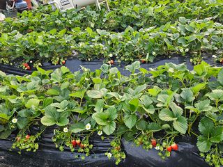 블루베리12300님의 1월 내 작물 자랑하기 · 참여글 작성글 사진