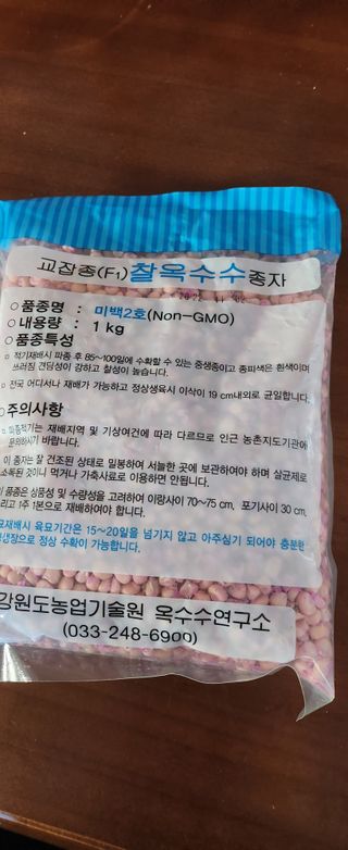 율촌 김은숙님의 옥수수 · 자유게시판 작성글 사진