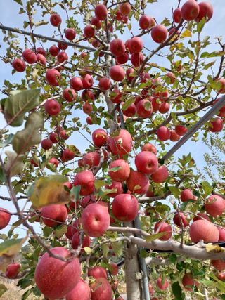 트라이애플1님의 1월 내 작물 자랑하기 · 참여글 작성글 사진