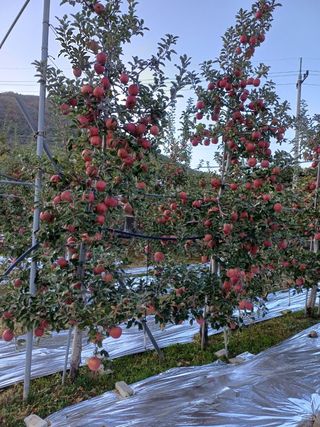 트라이애플1님의 1월 내 작물 자랑하기 · 참여글 작성글 사진