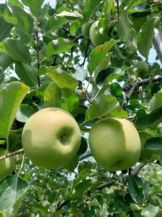 트라이애플1님의 1월 내 작물 자랑하기 · 참여글 작성글 사진