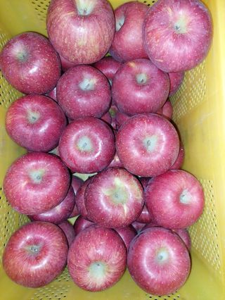 트라이애플1님의 1월 내 작물 자랑하기 · 참여글 작성글 사진