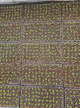 노지섭님의 1월 내 작물 자랑하기 · 참여글 작성글 사진