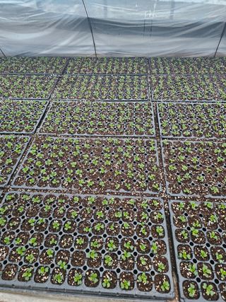 노지섭님의 1월 내 작물 자랑하기 · 참여글 작성글 사진