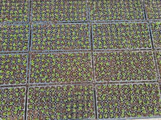 노지섭님의 1월 내 작물 자랑하기 · 참여글 작성글 사진