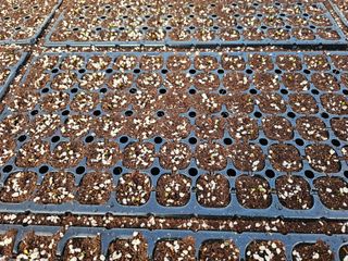 노지섭님의 1월 내 작물 자랑하기 · 참여글 작성글 사진