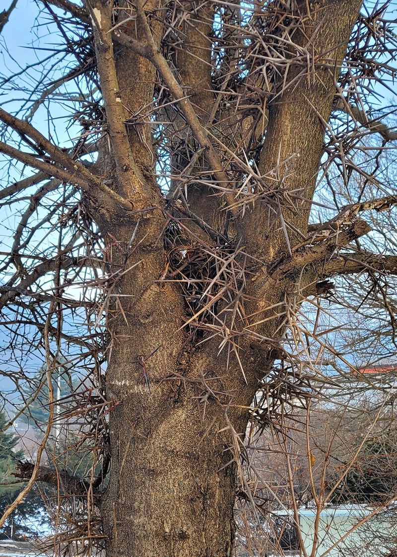 장터 상품 [두충나무와 조각자나무] 썸네일