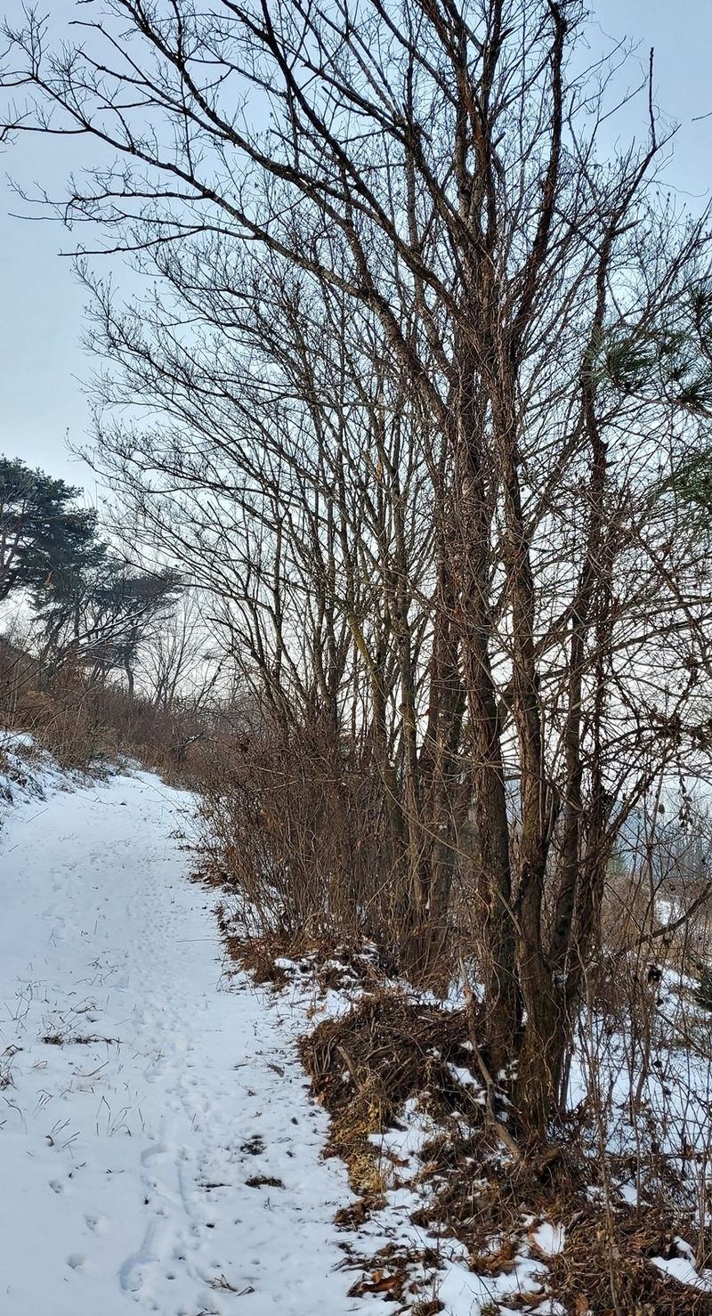 ogapiall님의 장터 판매 상품 [두충나무와 조각자나무] 첨부 사진