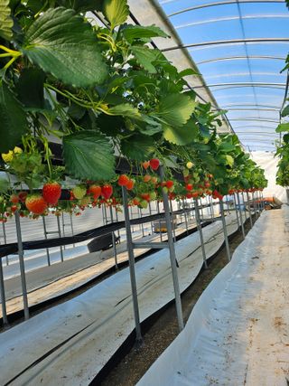 이경희님의 1월 내 작물 자랑하기 · 참여글 작성글 사진