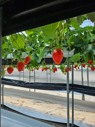 이경희님의 1월 내 작물 자랑하기 · 참여글 작성글 사진