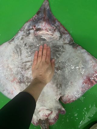 목포 물좋은수산님의 작성글 사진