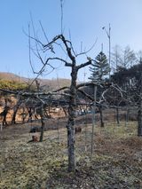 팜모닝 사과·일상 게시글 이미지