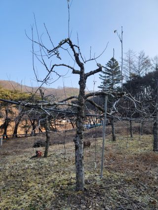 김재현님의 사과 · 일상 작성글 사진